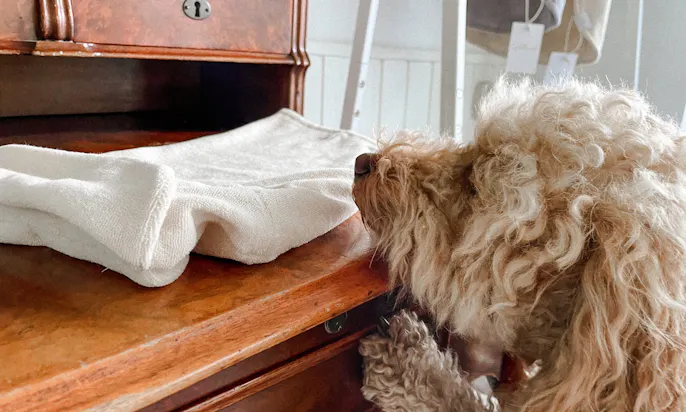 Hundemanufaktur Goldhund steht für maßgeschneiderte Hundemode