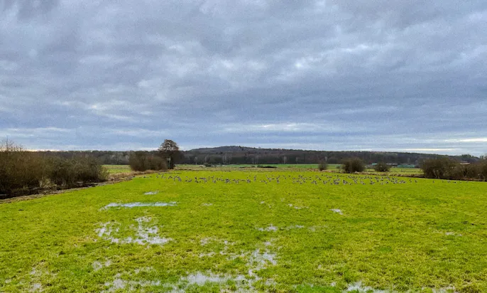 Steinhuder Meer in Niedersachsen