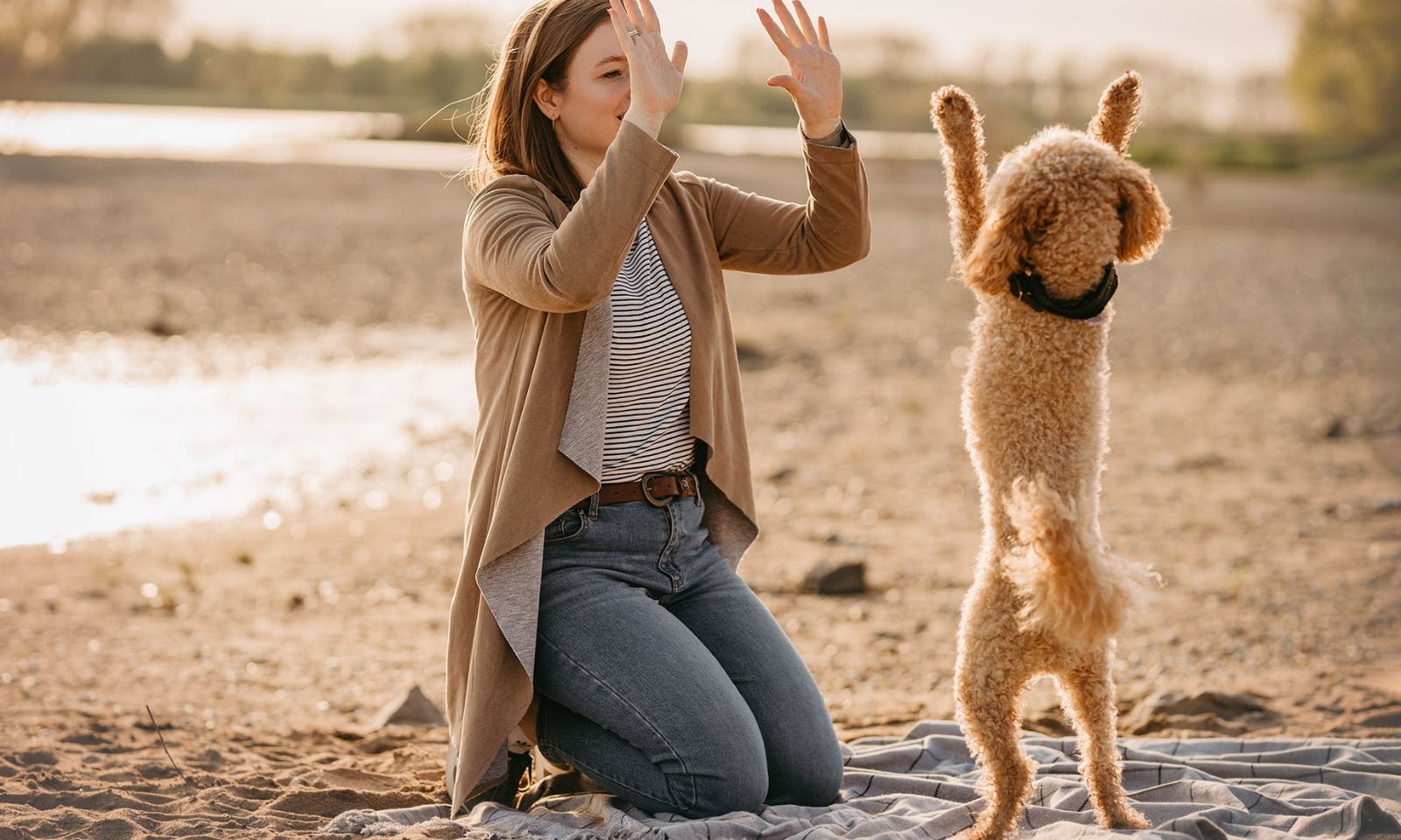 Mini Goldendoodle Java