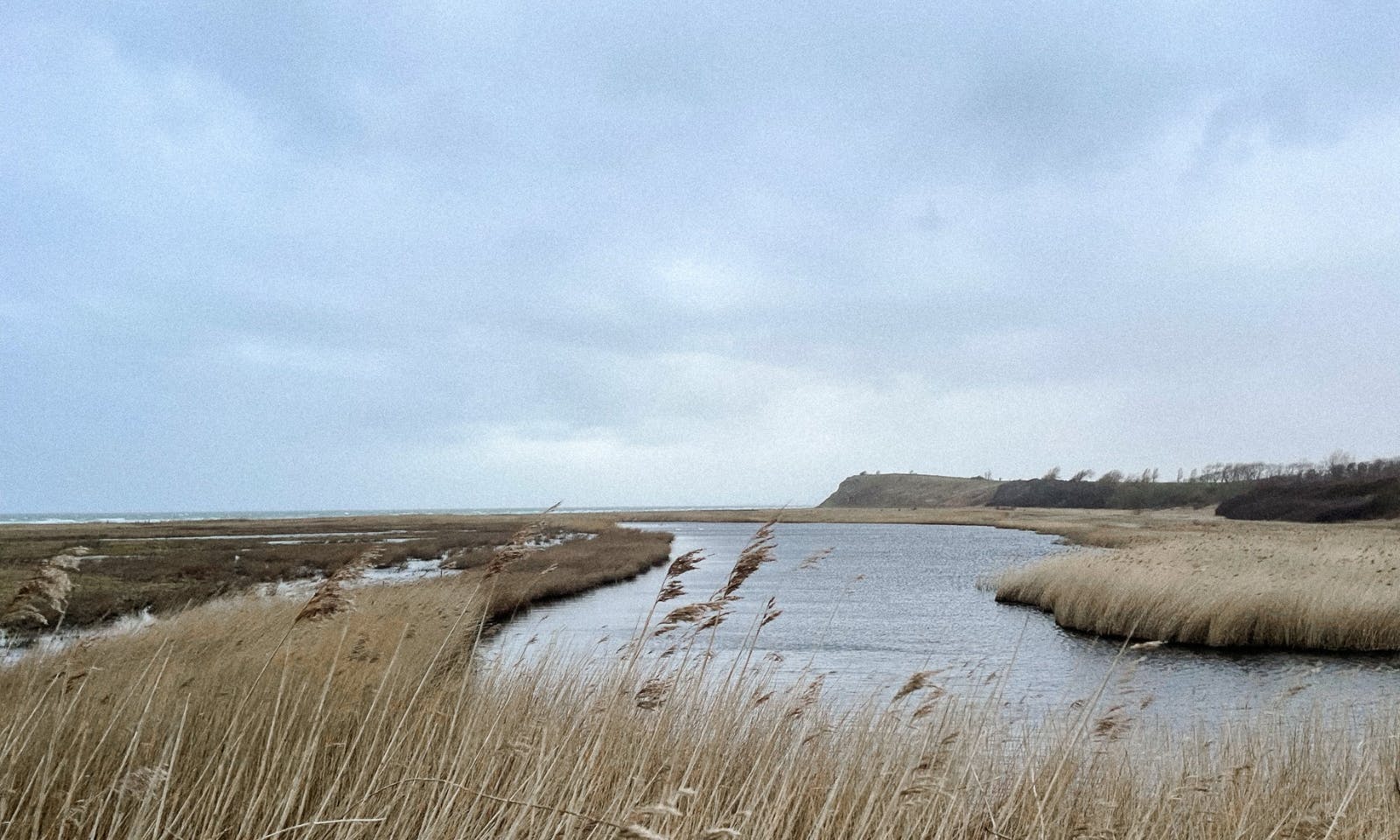 Naturschutzgebiet in Dänemark auf der Insel Workation mit Hund in Dänemark auf Fünen auf der Insel Helnæs 