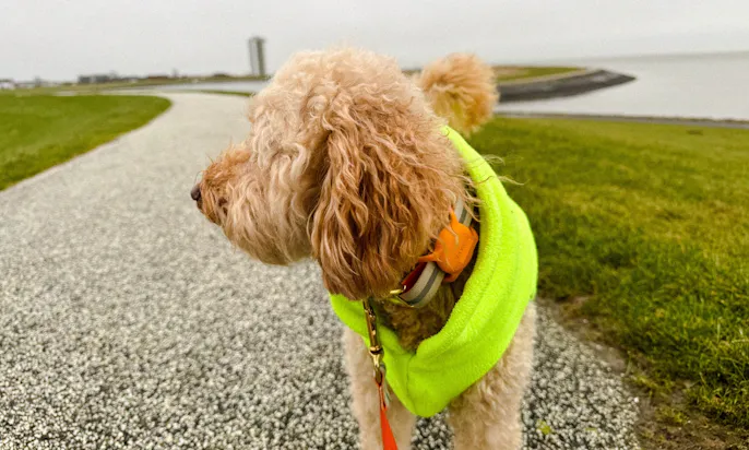 Spaziergang auf der Deichkrone Büsum mit Hund
