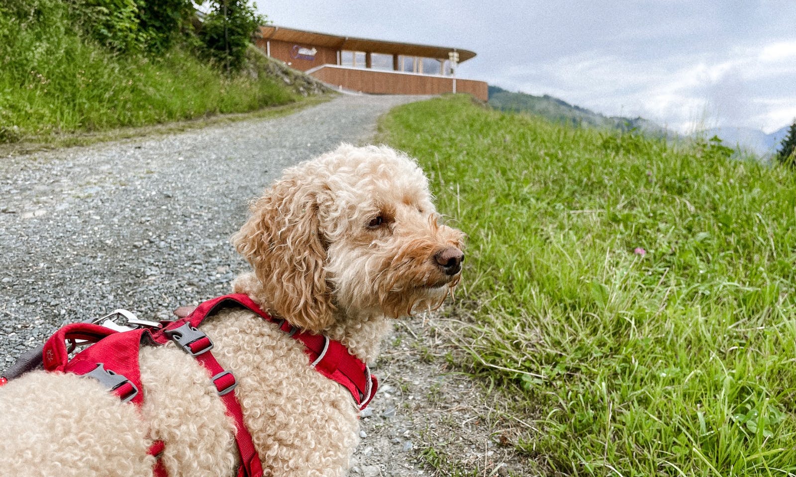 Hundefreundliche Alm Treichlhof in Tirol am Wilden Kaiser