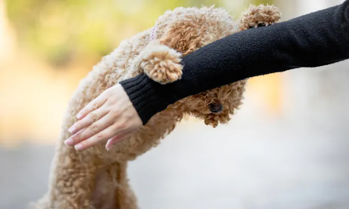 Goldendoodle Hündin Java macht Hundetrick Kuckuck