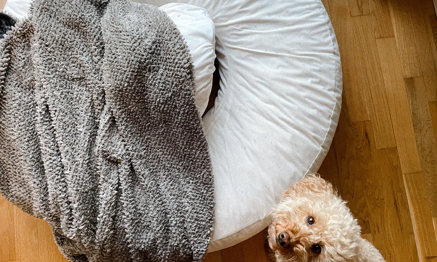 Pudel mit dem Hundebett Wolke von Frau Frauchen