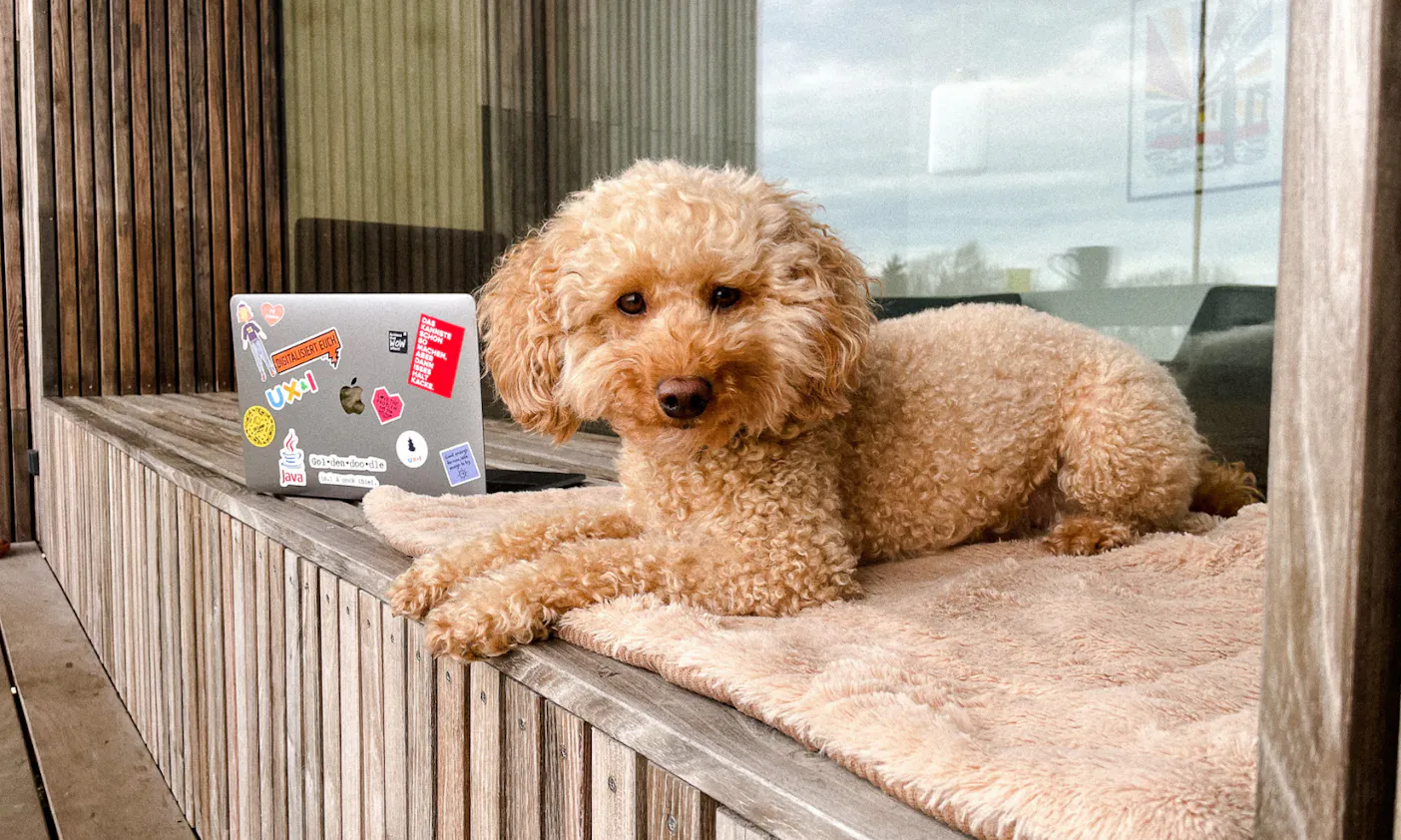 Workation mit Goldendoodle Hündin