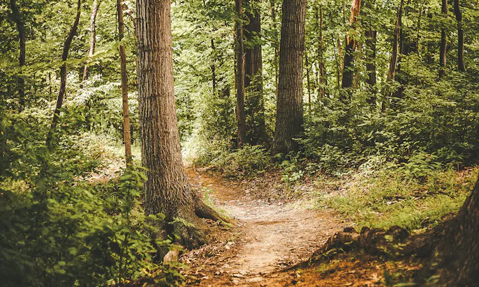 Märkischer Landweg mit Hund