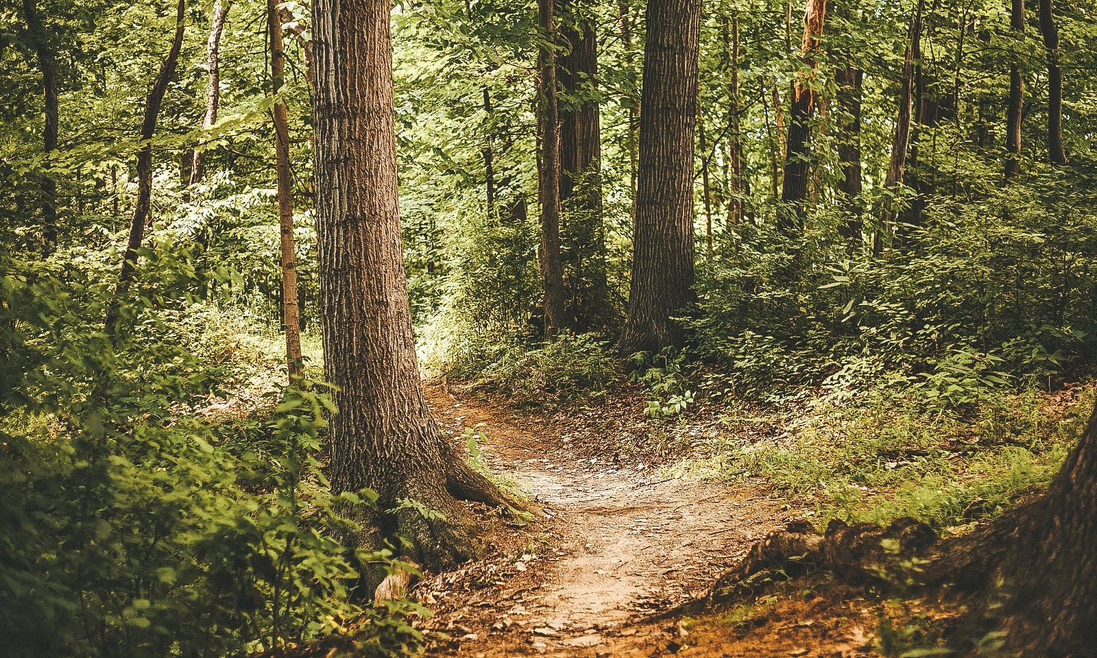 Märkischer Landweg mit Hund