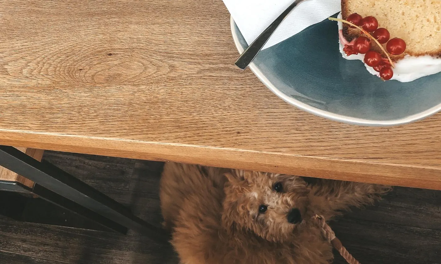 Café Birdie & Co Düsseldorf Pempelfort mit Hund