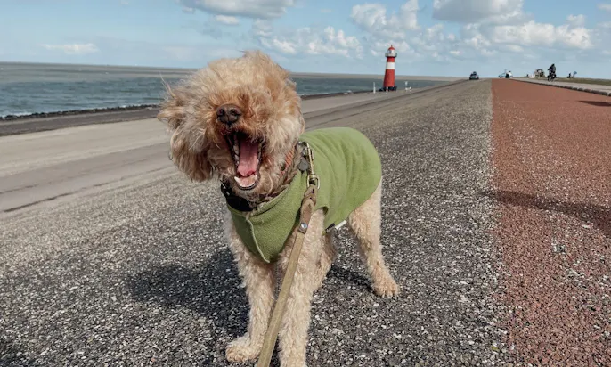 Leuchtturm, eine hundefreundliche Sehenswürdigkeit in Westkapelle