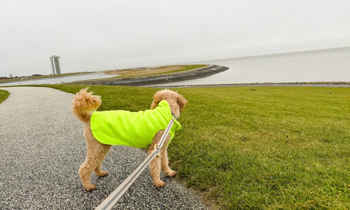 Spaziergang auf der Deichkrone Büsum mit Hund