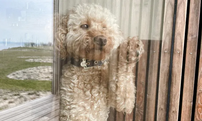Willi Wiggle