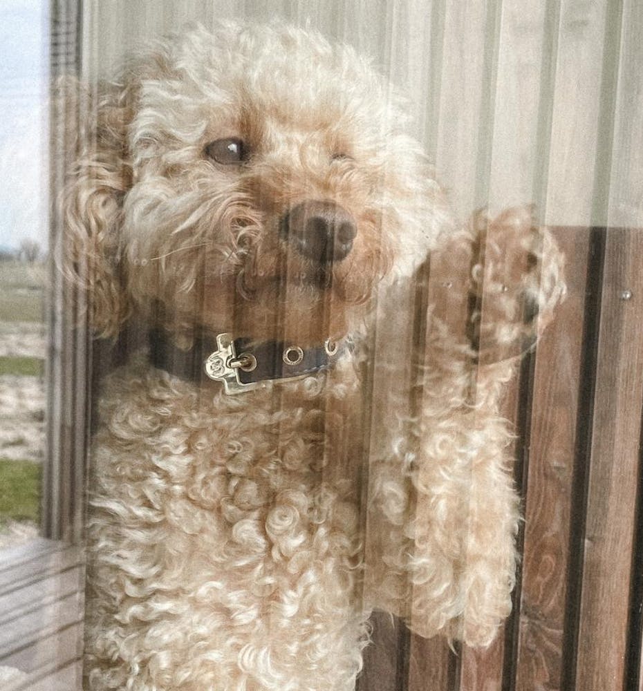 Goldendoodle in Dänemark