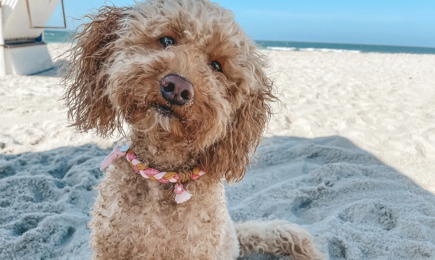 Travelguide Sylt mit Hund: Hundestrand Sylt