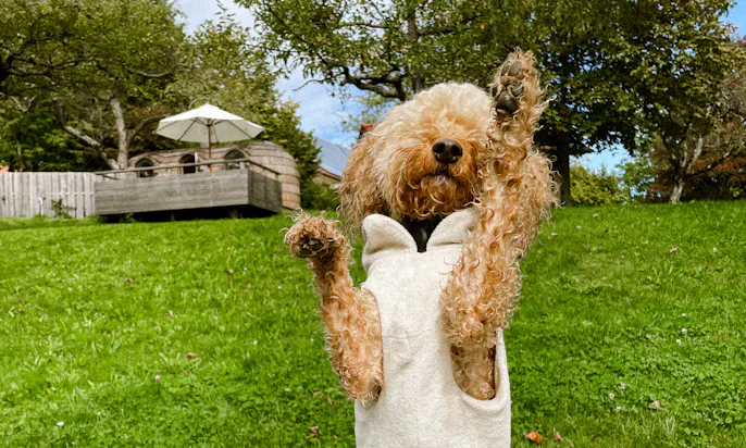 Hund macht Männchen auf einer Wiese
