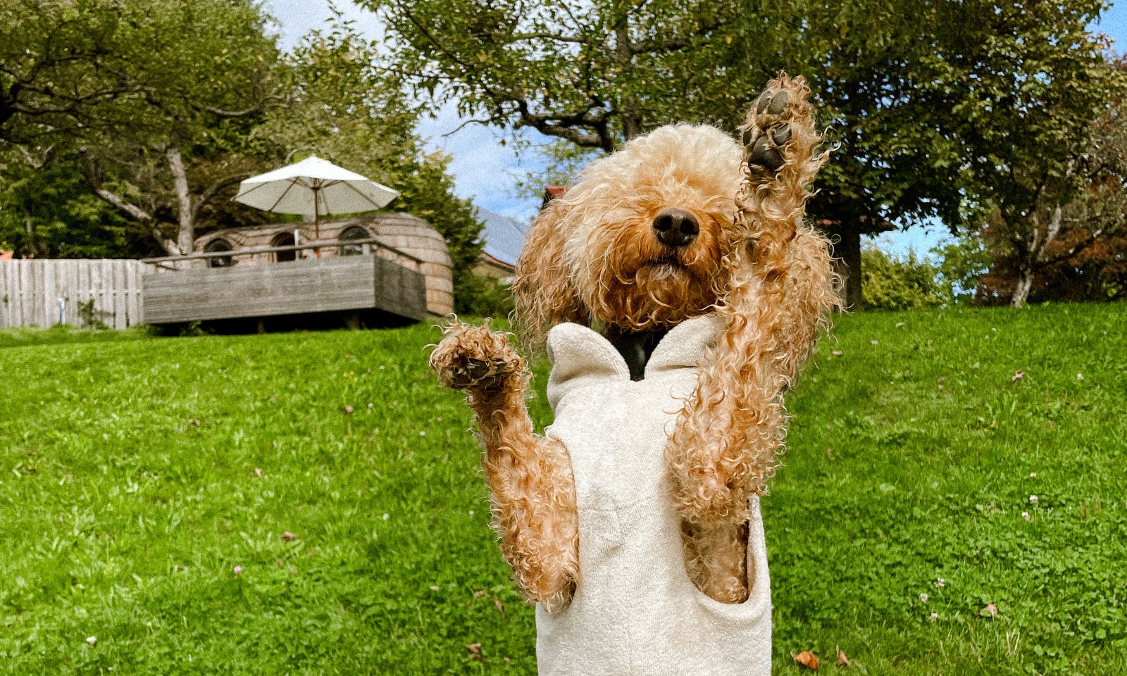 Hund macht Männchen auf einer Wiese