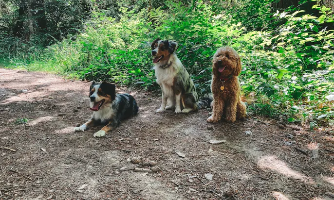Miniaussis Erna und Hedi und Goldendoodle Java