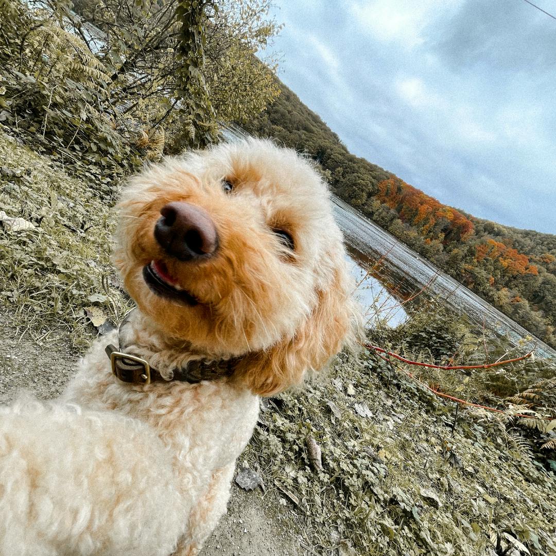 14 unvergess­liche Trekking­touren mit Hund in Deutsch­land