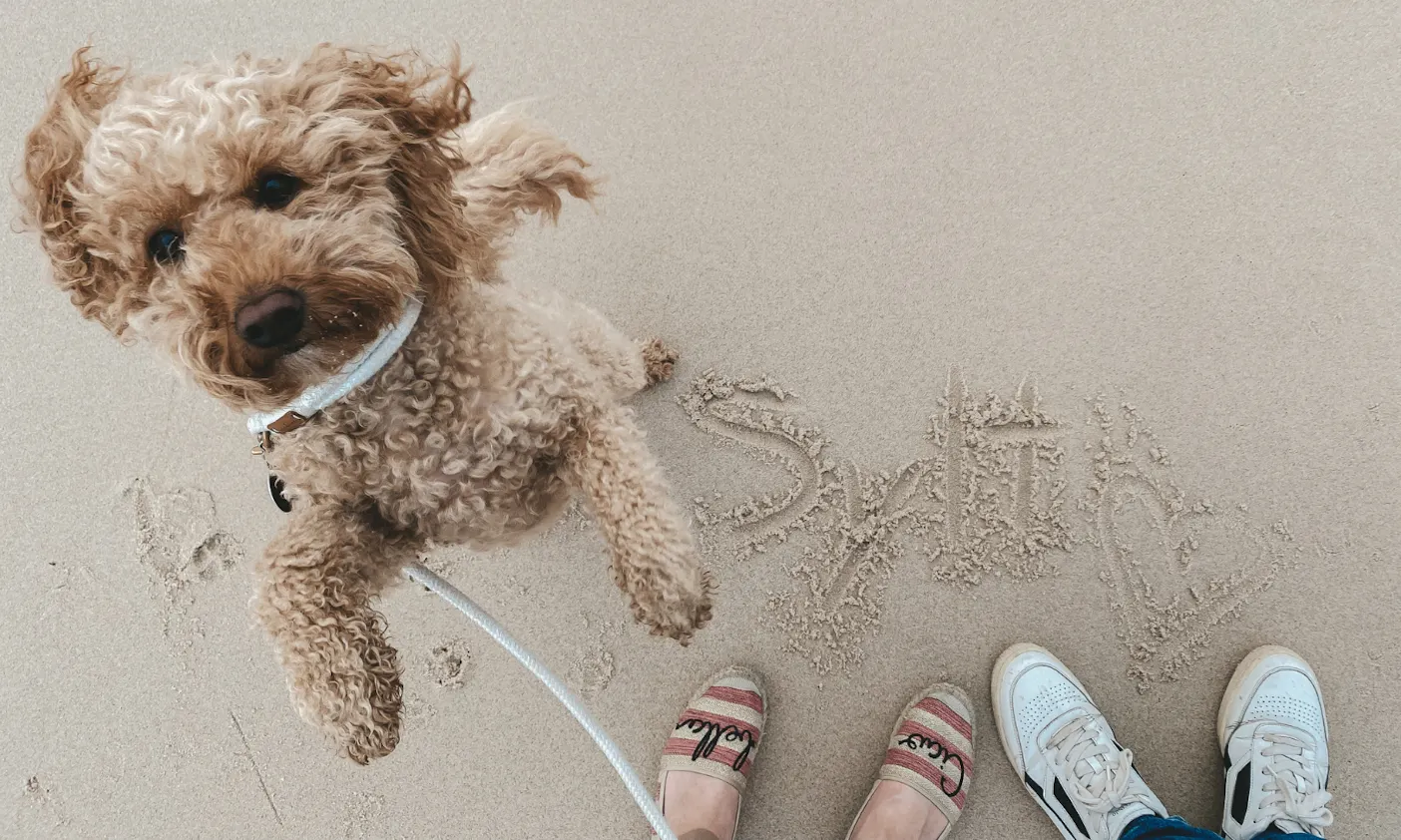 Goldendoodlehündin Java tanzt am Strand mit einem veganen Halsband