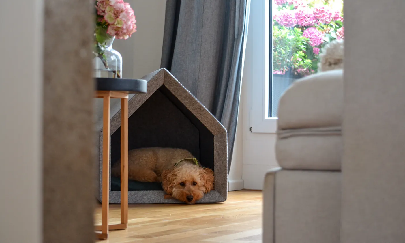 Hund liegt in einem Hundehaus von Rexproduct
