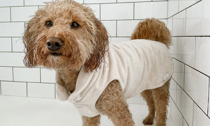 Pudelmischling mit Goldhund Bademantel in beige