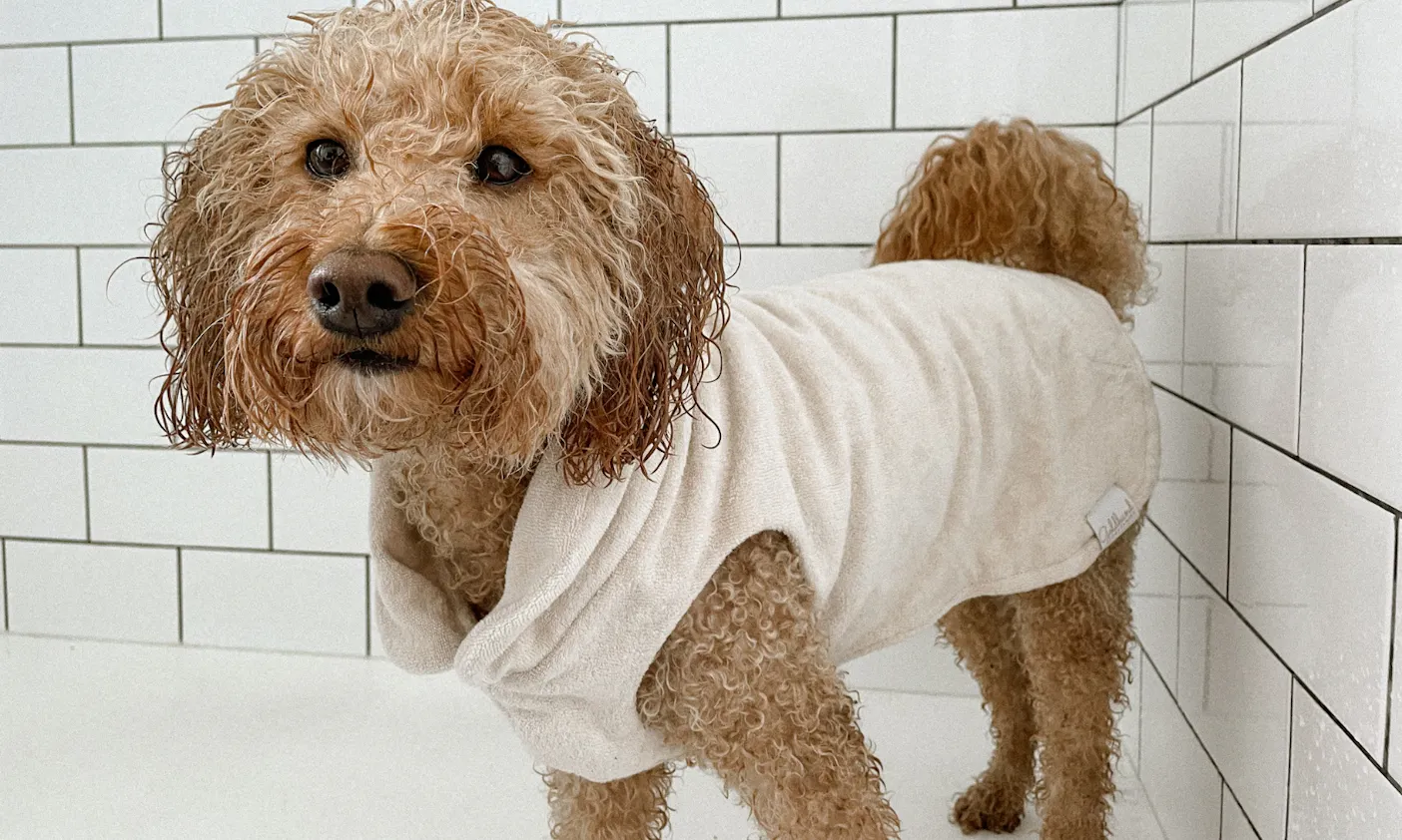 Hundebademantel für Pudel und kleine Hunde