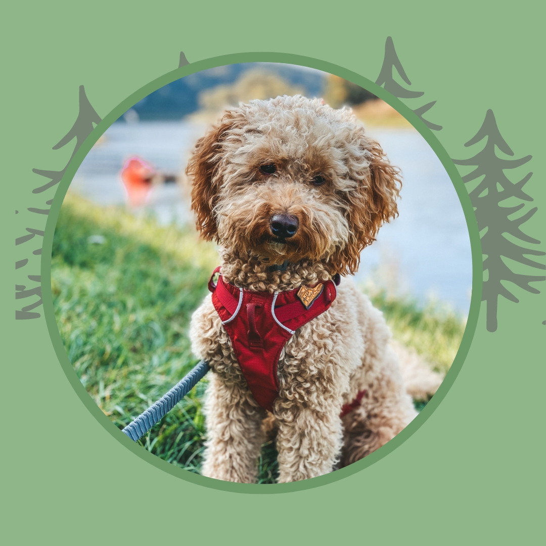 Hundeblog für Wander-Themen mit Hund