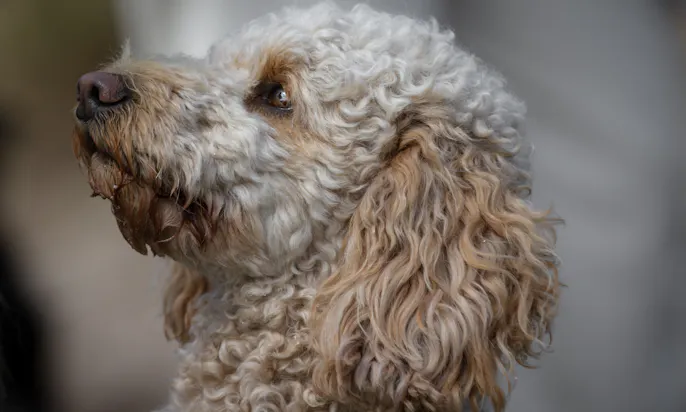 lockiger Labradoodle kaum vom Pudel zu unterscheiden
