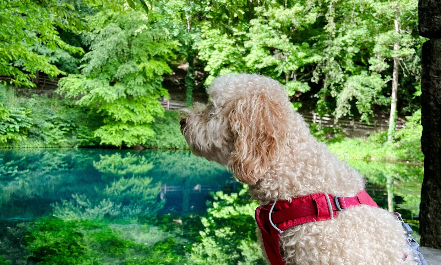 Naturerlebnis Blautopf mit Hund