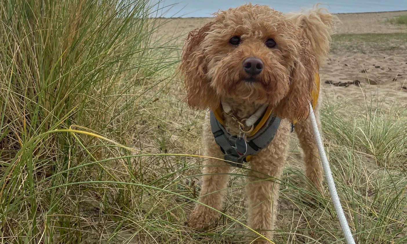 Mini Goldendoodle Java in der Braderuper Heide auf Sylt