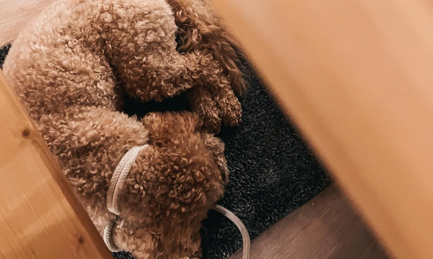 Kaffeehaus Alte Ratsschänke mit Hund