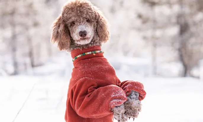 Köngispudel im Schnee mit Schneeanzug aus Fleece
