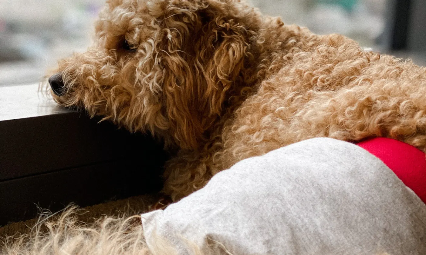 Bürohund Java während der Läufigkeit mit Unterhose