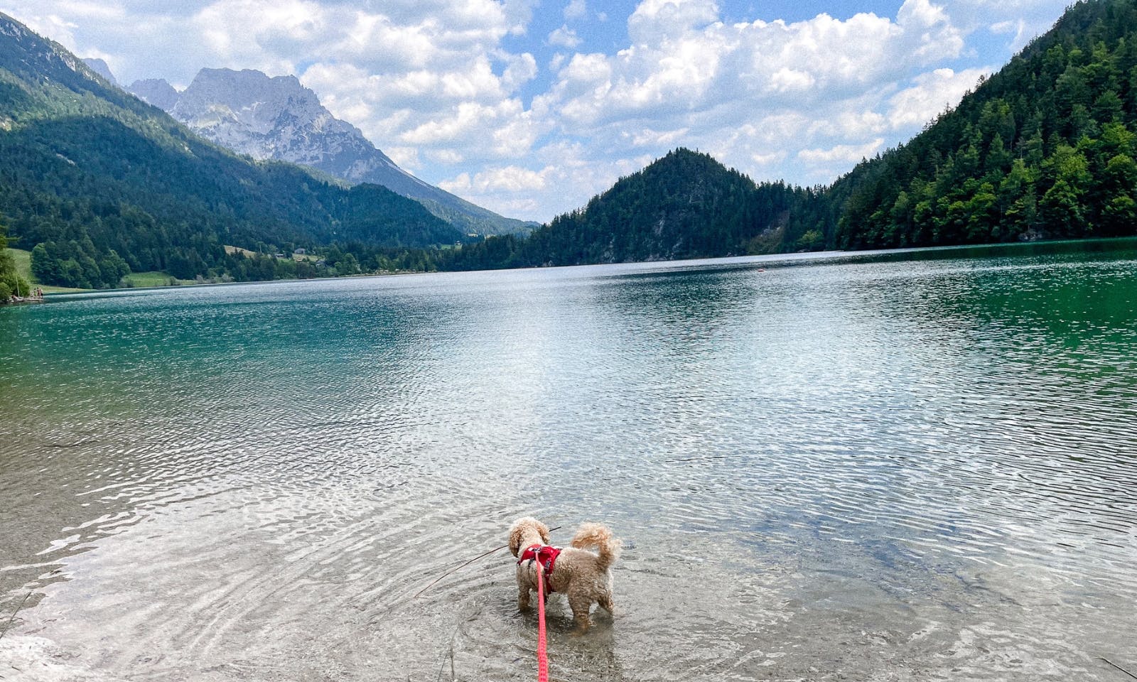 Pudel badet in Tirol im Sommer