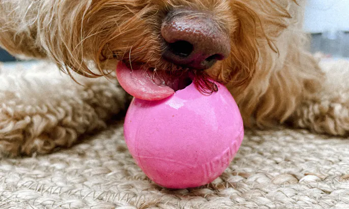 Fruchtig & vegetarisch: Frozen Yoghurt für deinen Hund