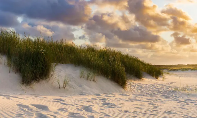 Ellenbogen mit Hund auf Sylt