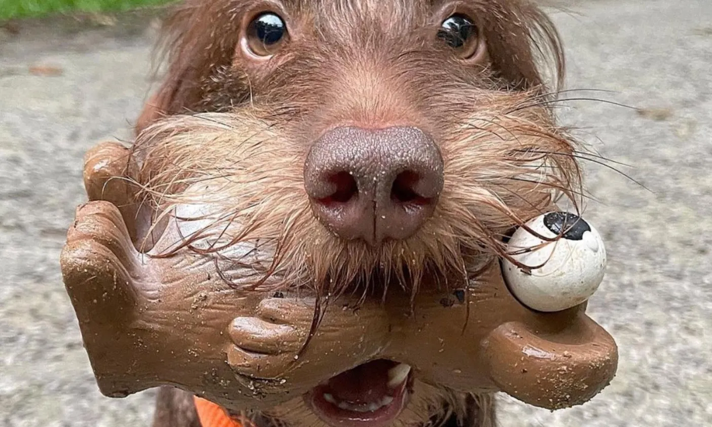 Petfluencer Ranking: die größten Hunde-Accounts in Deutschland