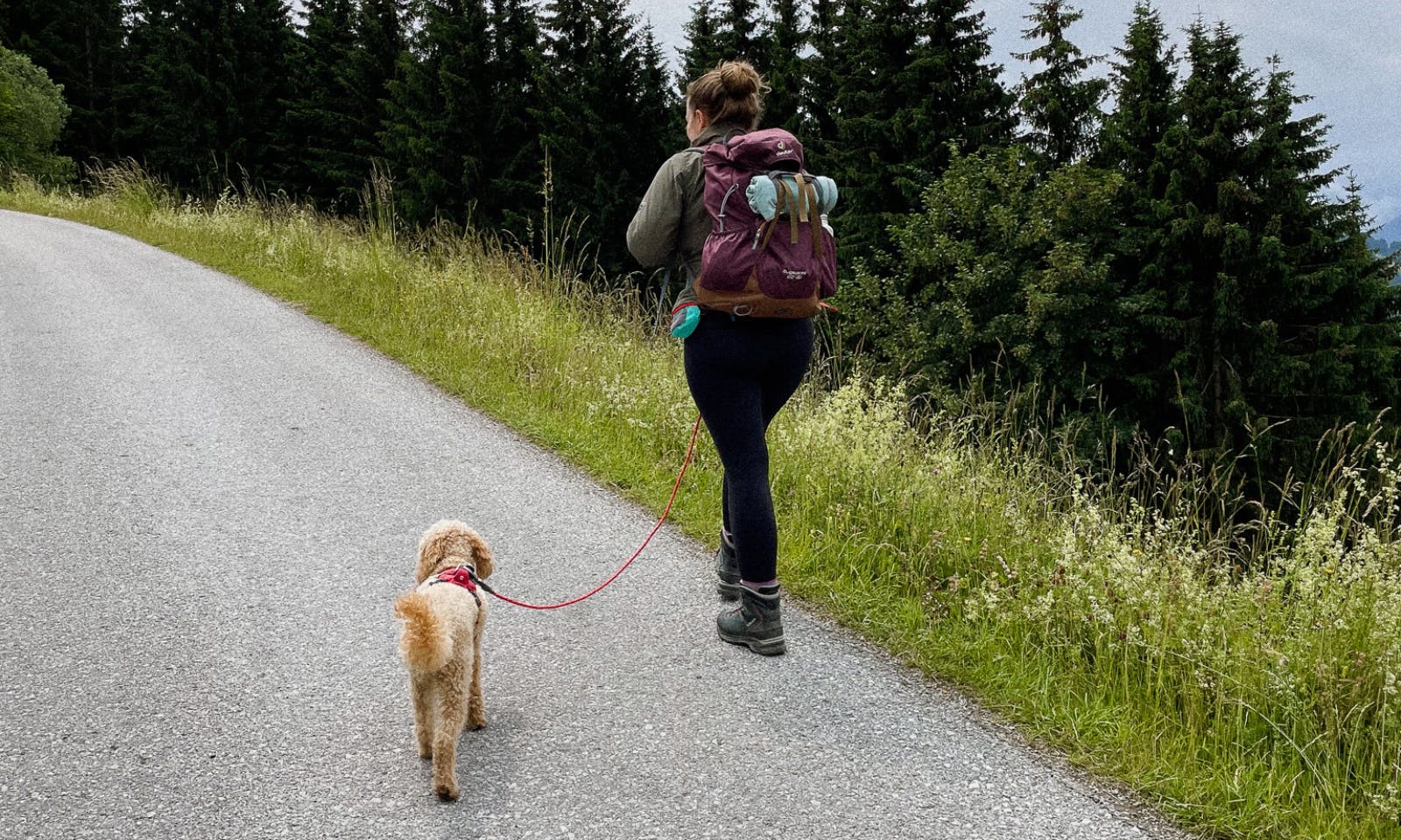 Wanderausrüstung für kleine Hunde