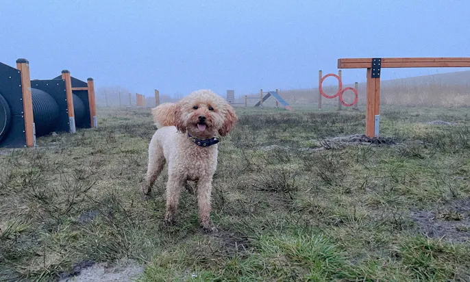 Hund auf einem Agility-Platz in Dänemark