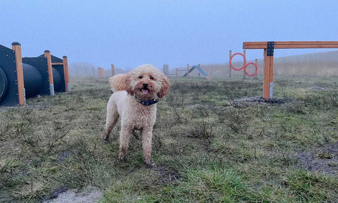Agilityplatz in Blavand mit Hund
