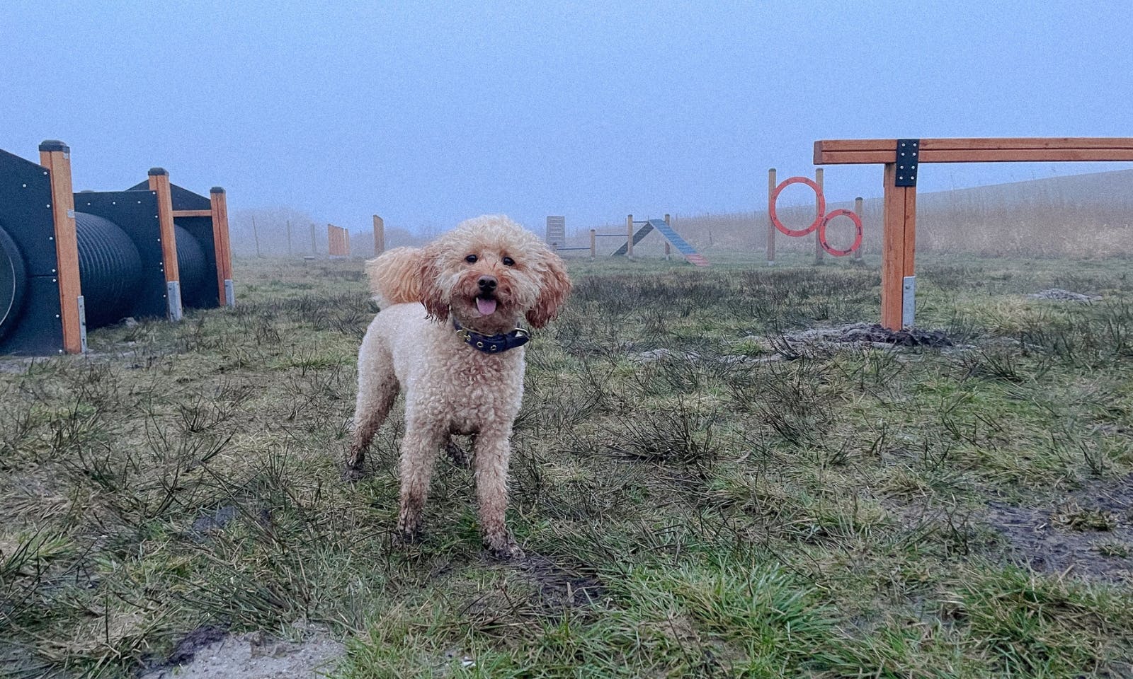 Agilityplatz in Blavand mit Hund