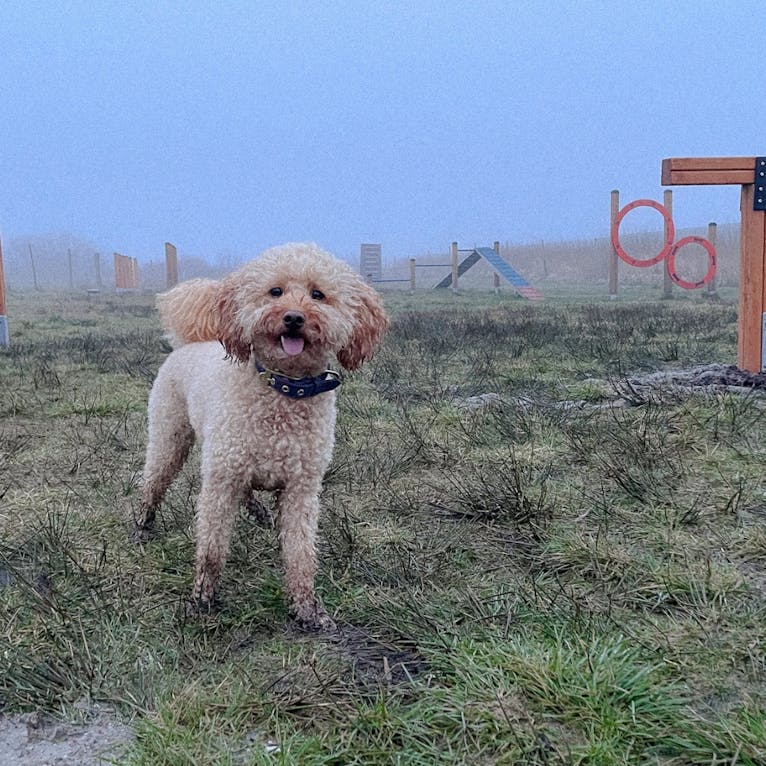 Agility-Platz für Hunde im Hvidbjerg Strand Feriepark