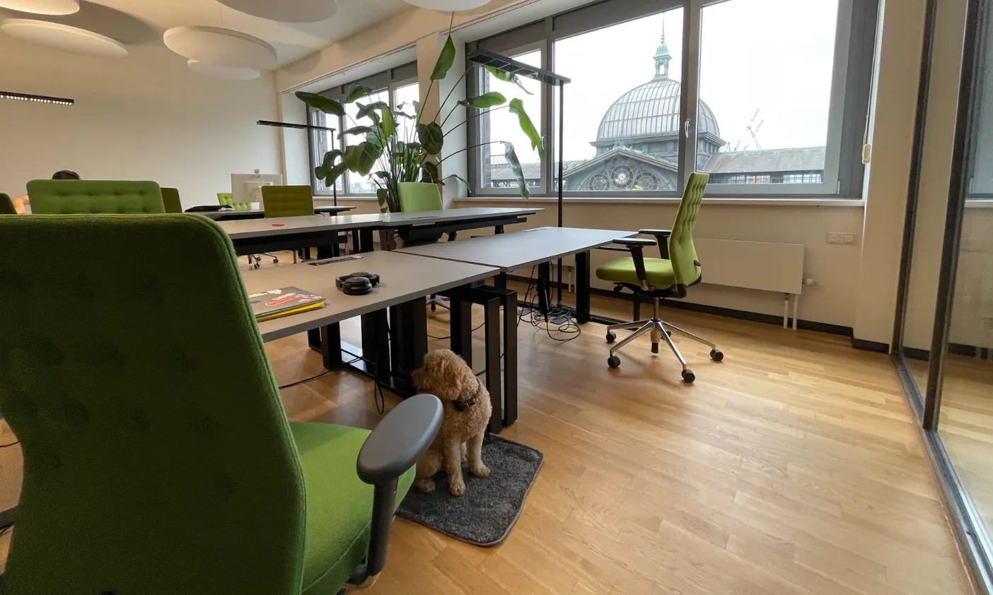 Bürohund Decke