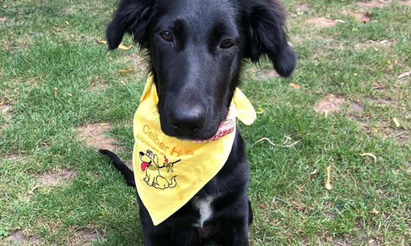 Yellow Dog in Deutschland