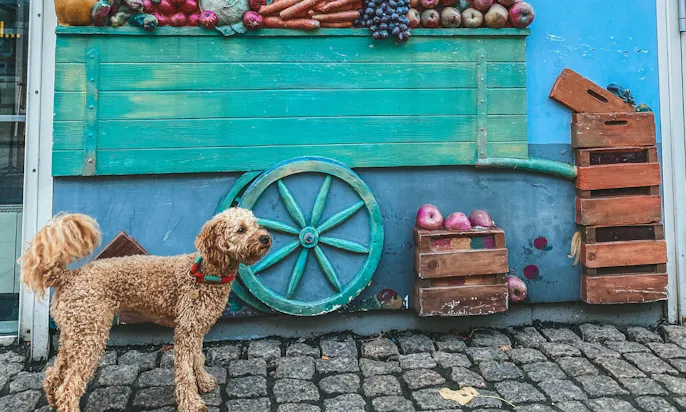 Innenstadt Aurich mit Goldendoodle Hündin Java