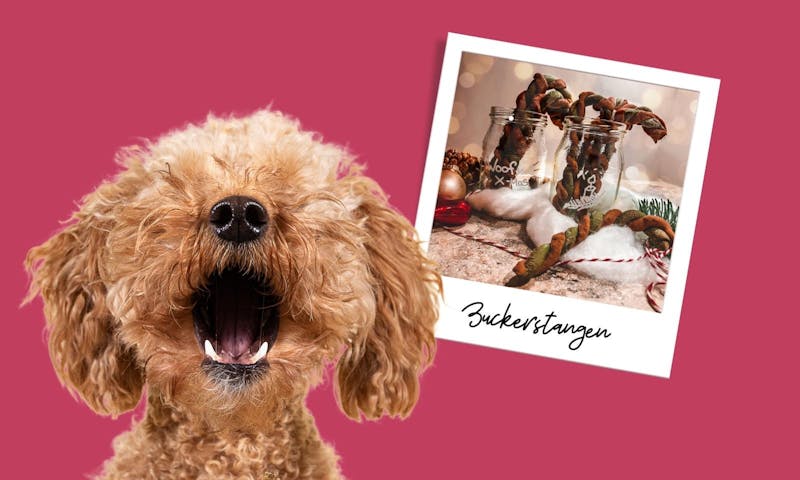 Hundekekse für Weihnachten backen: Zuckerstangen Rezept