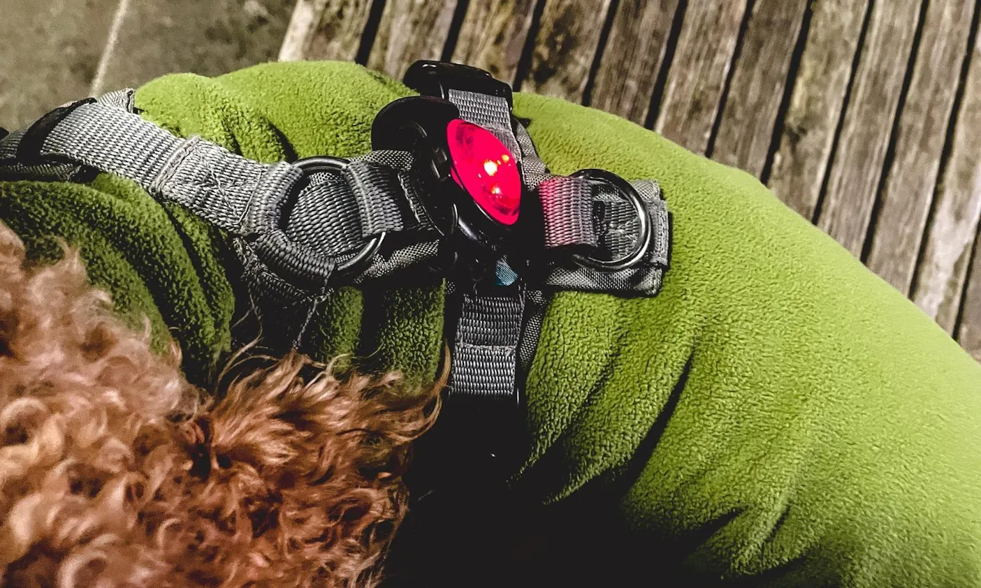 Orbiloc: Sicherheitslicht für Hunde am Geschirr
