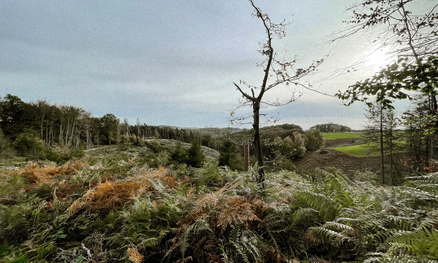 bergischen Panoramasteig mit Hund