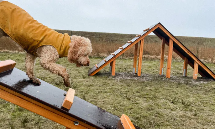 Agilityplatz in Blavand mit Hund