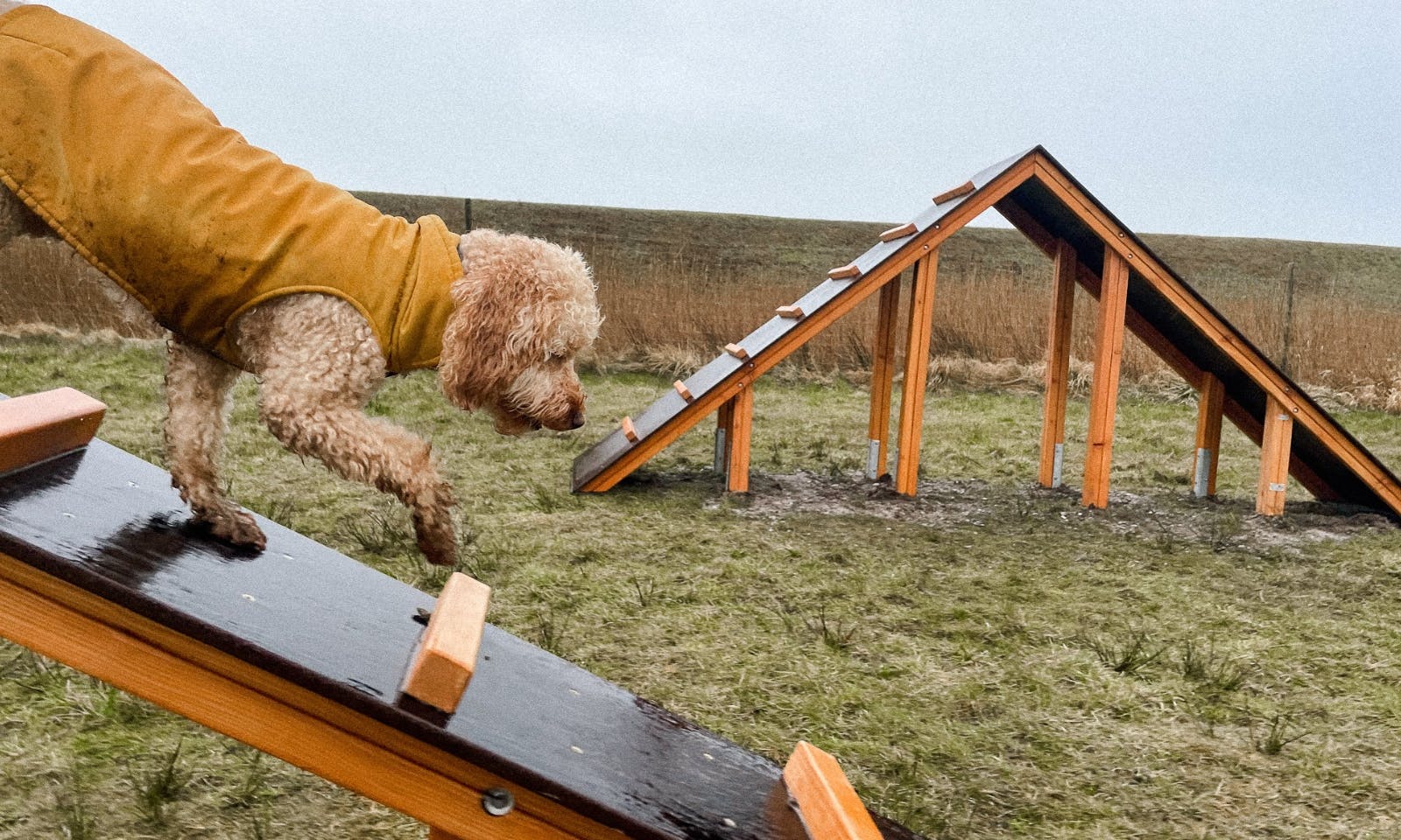 Agilityplatz in Blavand mit Hund