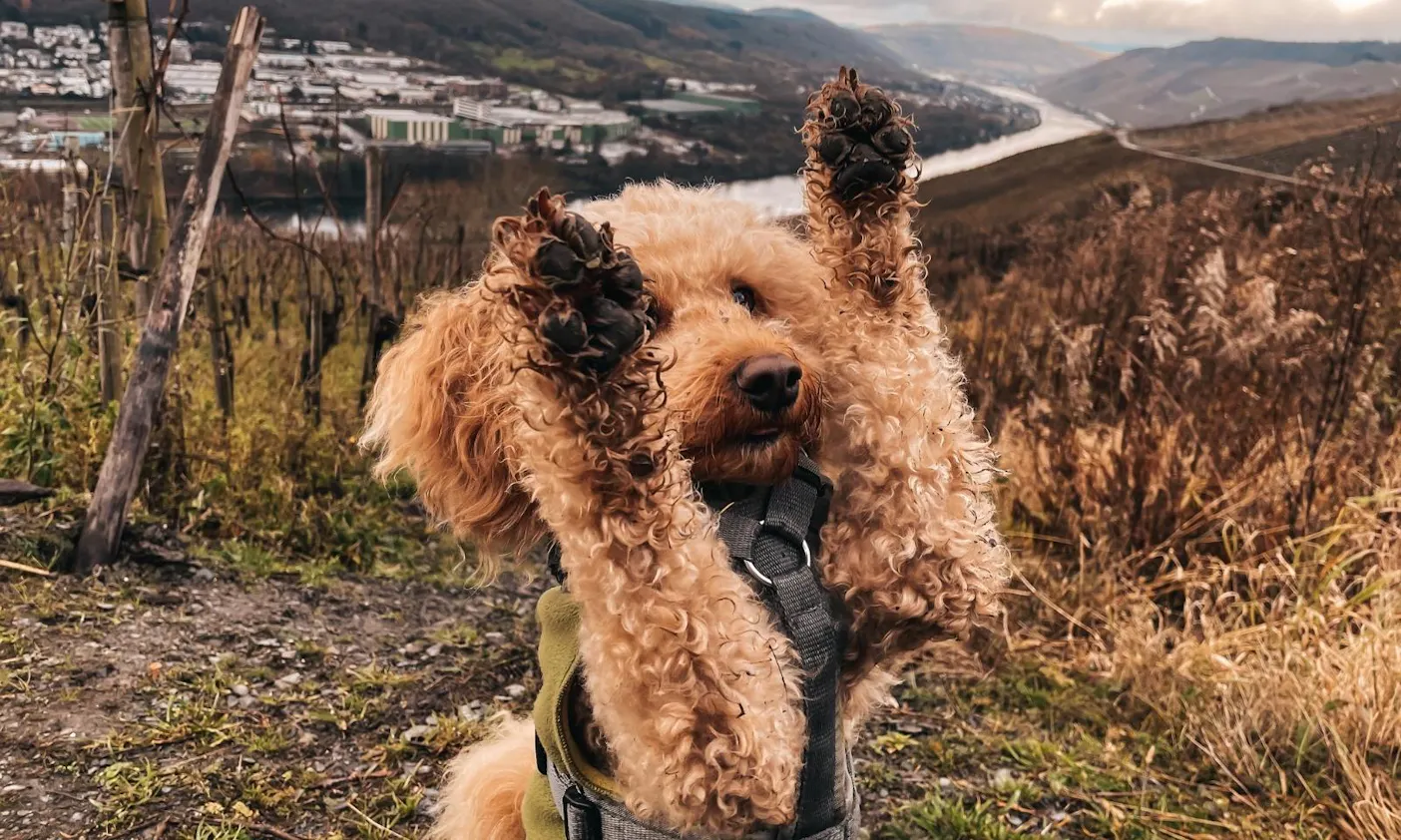 Wanderung von Traben-Trabach bis nach Bernkastel-Kues mit Hund